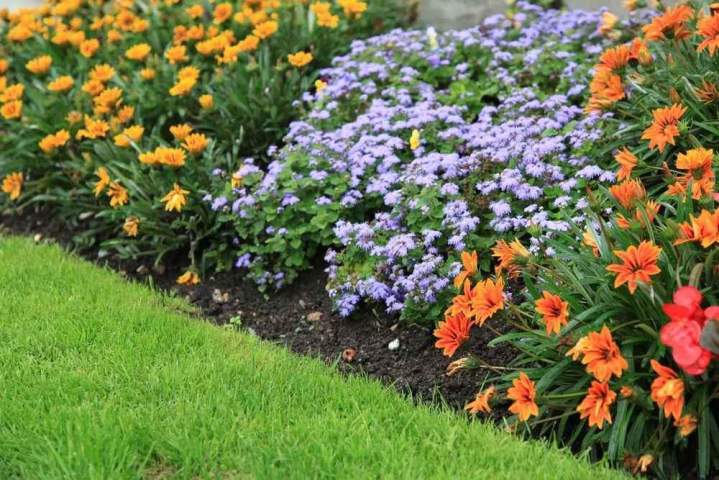 Tonte, taille et nettoyage pour un jardin propre